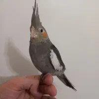 دو تا جوجه عروس هلندی سالم و دستی|پرنده|تهران, ارامنه|دیوار