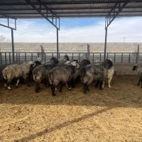 فروش میش آبستن / و تعداد ۸ راس قوچ/میش بره دار|حیوانات مزرعه|کازرون, |دیوار