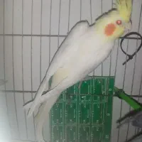 عروس هلندی
