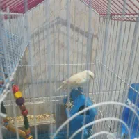 قناری  ماده