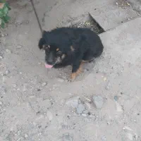 سگ فروشی قیمت ۲ملیون|سگ|عنبرآباد, |دیوار