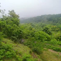 زمین-7000متر-مسکونی-و-باغ-چای-سیاهکل