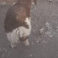 بره فروشی|حیوانات مزرعه|ارزوئیه, |دیوار