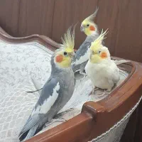 عروس هلندی سیامون آهویی و لوتینو