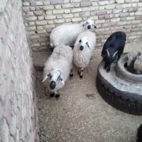 جوان میش درجه یک محلی  دورگ آبستن