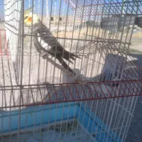 با سلام پرنده عروس