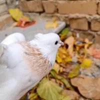 طوقی ماده|پرنده|شهرکرد, |دیوار