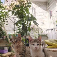 گربه dsh|گربه|شهریار, اسکمان|دیوار