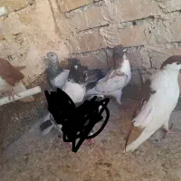 کفتر پرشی ،قیمت مناسب