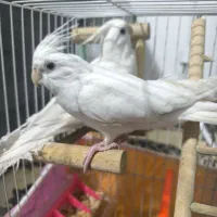 عروس هلندی آلبینو یک جفت