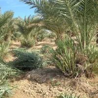 پاجوش رایگان