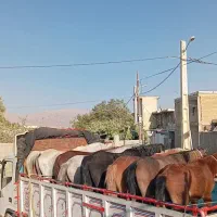 خرید و فروش اسب همه نوع