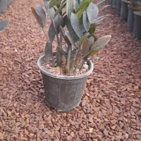 زاموفولیا سوپر بلک|گل و گیاه طبیعی|محلات, |دیوار