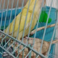 طوطی برزیلی زیبا|پرنده|تربت جام, کلالی|دیوار