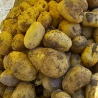 فروش سیب فقط بزری