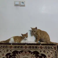 واگذاری دو بچه گربه نارنجی چهار ماهه نر و ماده|گربه|تهران, بلوار کشاورز|دیوار
