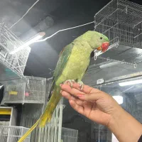 فروشگاه طوطیسانان(عروس هلندی برزیلی ملنگوشاه طوطی)|پرنده|تهران, پونک|دیوار