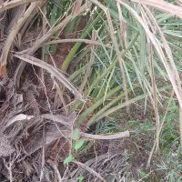 نخل نر غنامی