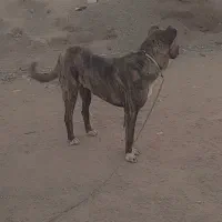سگ 7 ماهه|سگ|سده (خراسان جنوبی), |دیوار