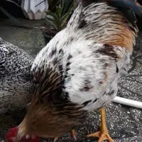 فروش خروس محلی|حیوانات مزرعه|املش, |دیوار