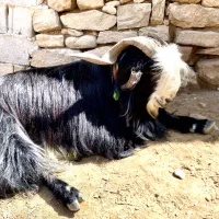 دوبر بعده تخمی