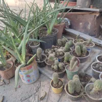 فروش تعدادی گل کاکتوس و آلوئه ورا|گل و گیاه طبیعی|مرودشت, ژیان|دیوار