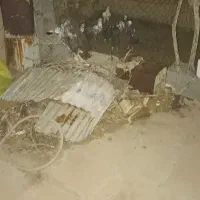 کفتر