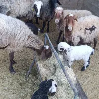 میش  افشاری بره فروشی