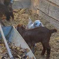 فروش بز و بزغاله|حیوانات مزرعه|میمه, |دیوار