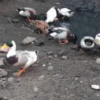 اردک نر فروشی|حیوانات مزرعه|لنگرود, |دیوار