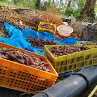 خرمای مرداسنگ و شاهنی