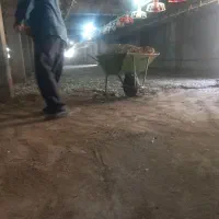 کود مرغی ،کود گوسفندی،گاوی