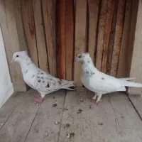 دوعدد کبوتر