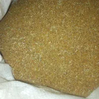 بذر یونجه پایه بلند