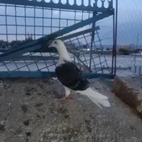 کویتی جوجه گم کردم هر کس گرفته خریدارم مدرس ۴۵متری