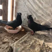 کبوتر ۶تا|پرنده|سنندج, |دیوار