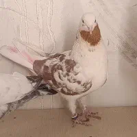 حیوون باخت رفته
