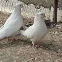 کبوتر