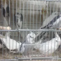 جفت عروس هلندی مولد