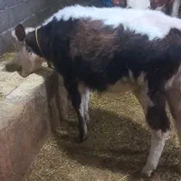 گوساله ماده|حیوانات مزرعه|نظر کهریزی, |دیوار