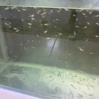 بچه ماهی گوپی|ماهی|هشتگرد, فاز ۳ مهستان|دیوار