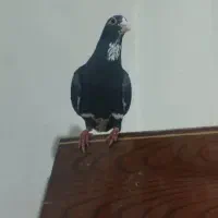 نر سیاه پلنگ عتیقه|پرنده|کرمان, |دیوار