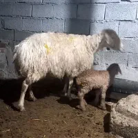 بره نر عالی|حیوانات مزرعه|مشگین شهر, |دیوار