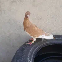 پرنده رنگی|پرنده|مسجد سلیمان, |دیوار