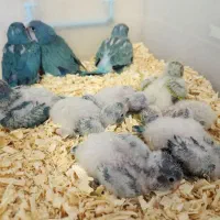 جوجه سرلاکی طوطی راهب