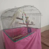 عروس هلندی نر وماده