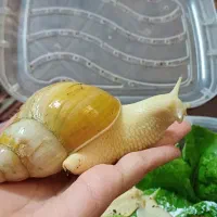 حلزون آچاتینا/حیوان خانگی خاص و بی‌صدا|خزنده|کرمان, |دیوار