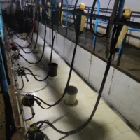 کار در گاوداری صنعتی