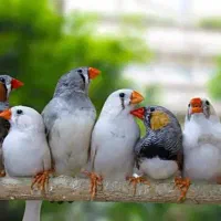 فروش جفت فنچ بالغ تخم گذار- نر و ماده