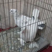 یه جفت تهرونی پاپر نر و ماده